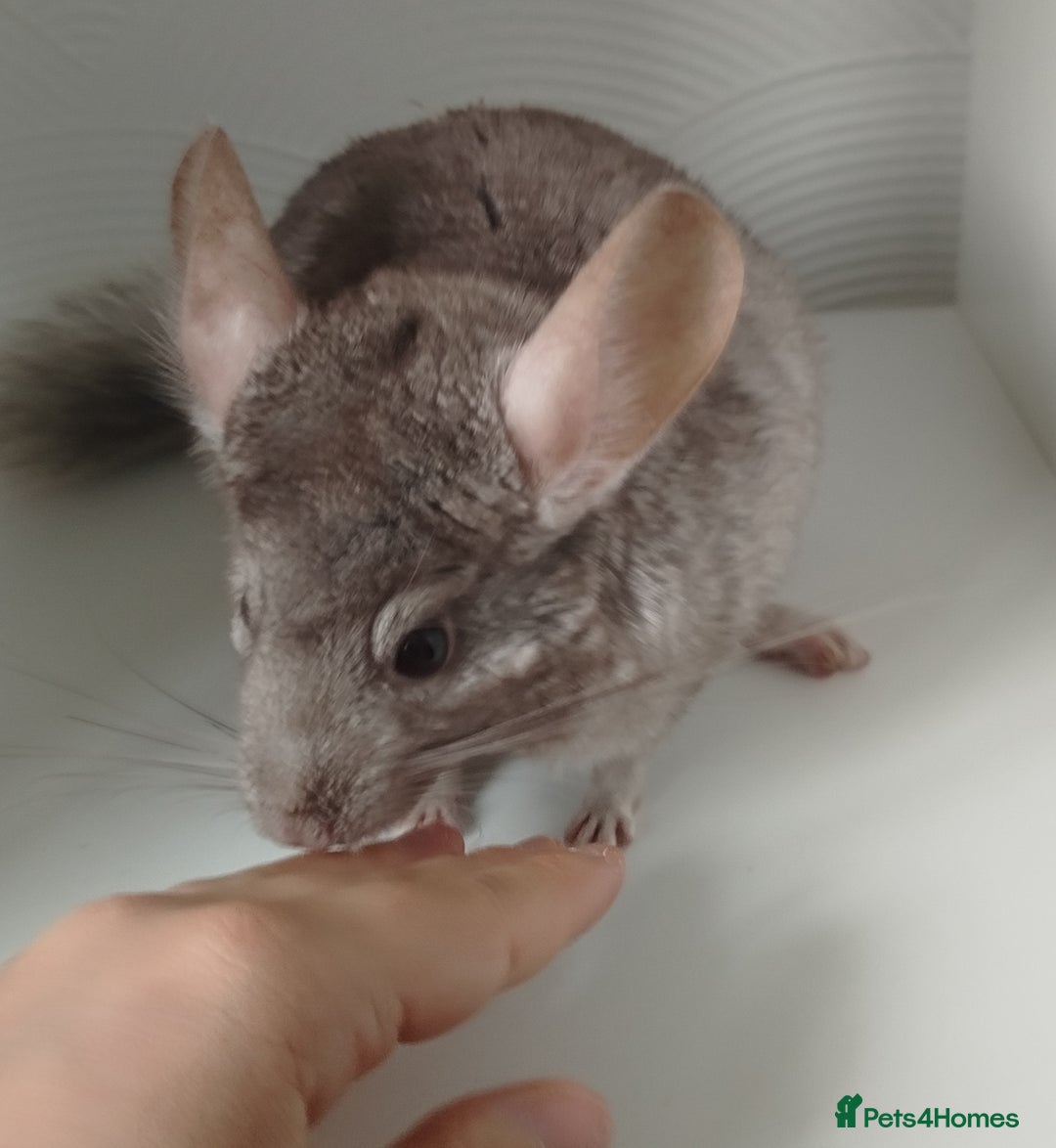 Chinchilla rodents for sale: Cuddly male chinchilla for sale - Image 3