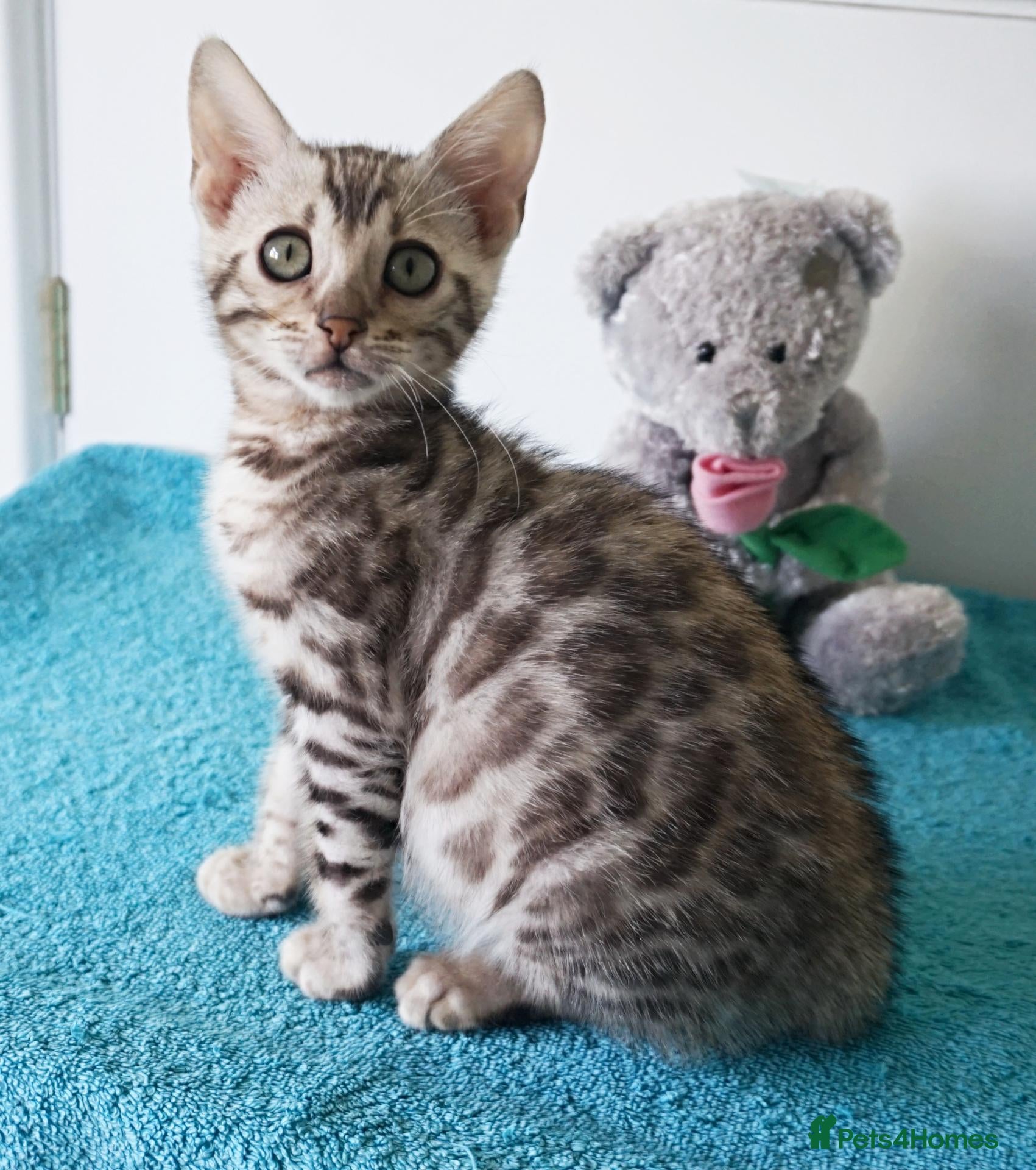 Bengal cats Gorgeous Bengal Girl Kitten - Advert 8