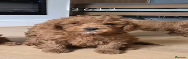 Cavapoo 4