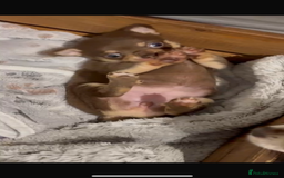 Chihuahua dogs for sale: Chocolate tan Chihuahua female  - Advert 5