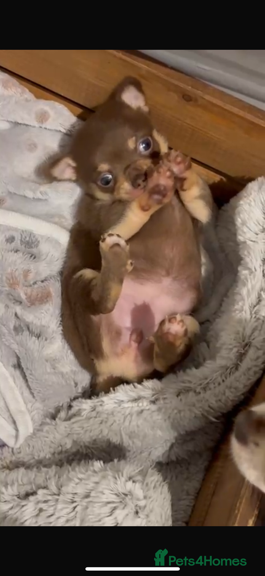 Chihuahua dogs for sale: Chocolate tan Chihuahua female  - Advert 5