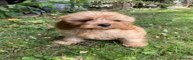 Cavapoo Puppy 6
