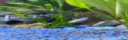 Bettas fish for sale: Mixed betta fish  - Advert 32