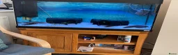Axolotl reptiles for sale: 2 axolotls, full set up including chiller in Deeside - Advert 1