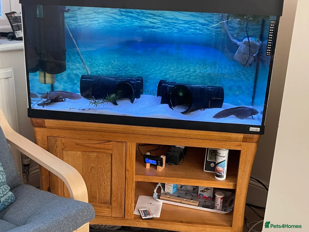 Axolotl reptiles for sale: 2 axolotls, full set up including chiller in Deeside - Advert 1