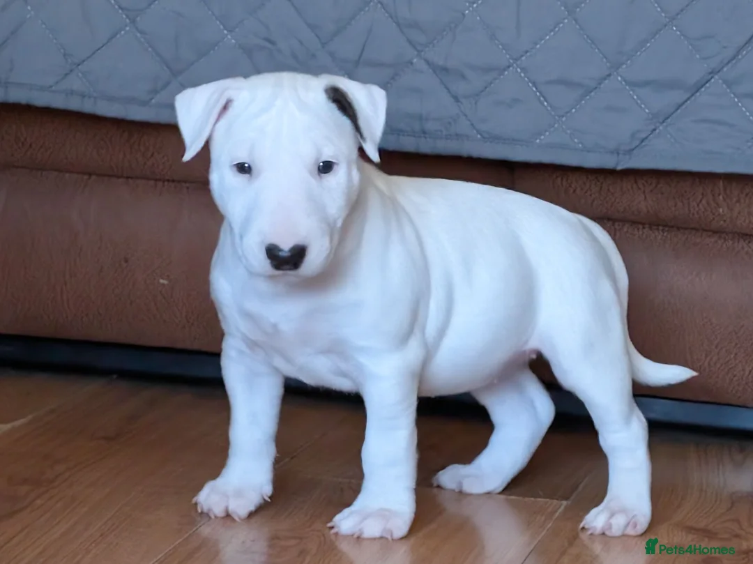 Bull Terrier dogs for sale: Bull terrier pups (1 male & 1 female) - Advert 25