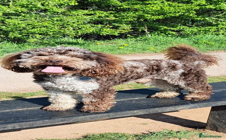Poodle dogs in Bristol - Advert 4