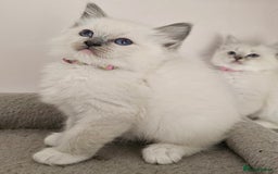 Ragdoll cats for sale: STUNNING GCCF CHAMPION SIRED KITTENS  - Image 17