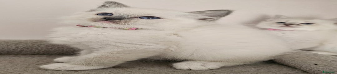Ragdoll Kitten 5
