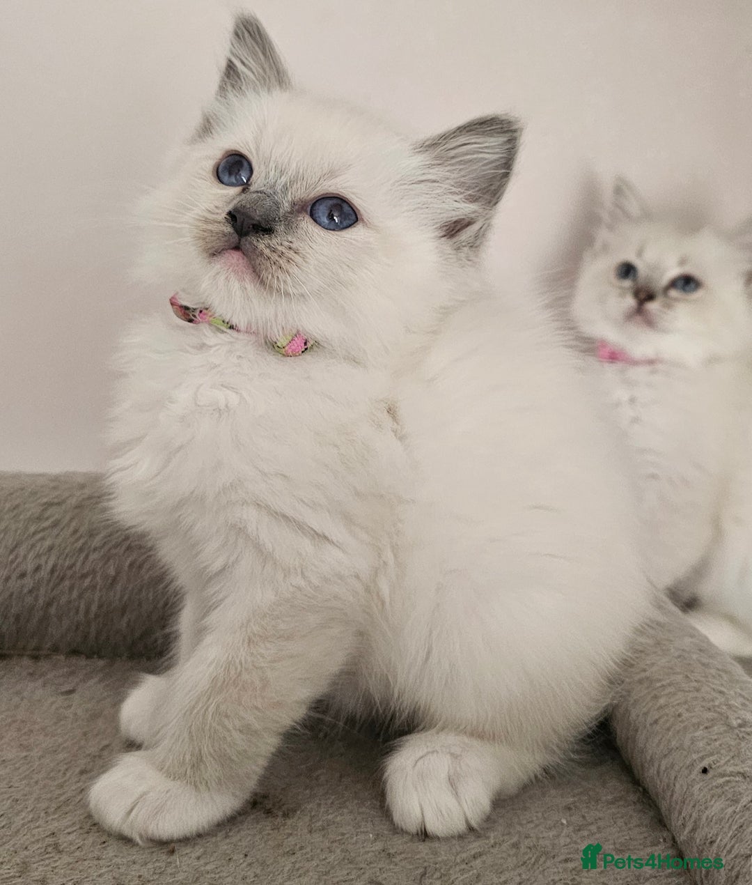 Ragdoll cats for sale: STUNNING GCCF CHAMPION SIRED KITTENS  - Image 17