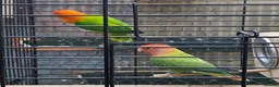 Cockatiels birds for sale: Mr mriss - Advert 18