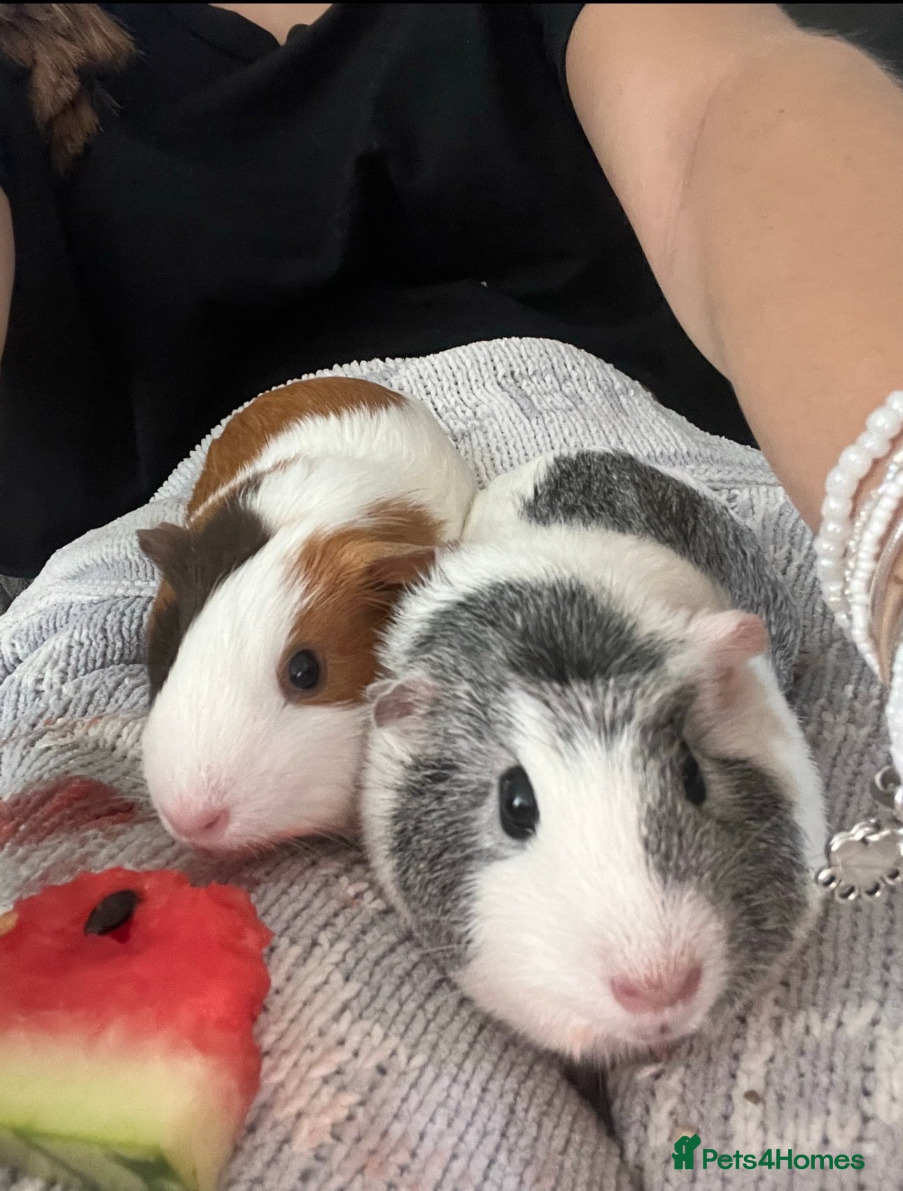 Guinea Pig rodents 3 female guinea pigs  - Advert 1