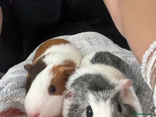 Guinea Pig rodents 3 female guinea pigs - Advert 16