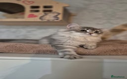 Scottish Fold cats for sale: 1 boy and 1 girl left Amazing Scottish Straights  in Ивсхам - Image 18