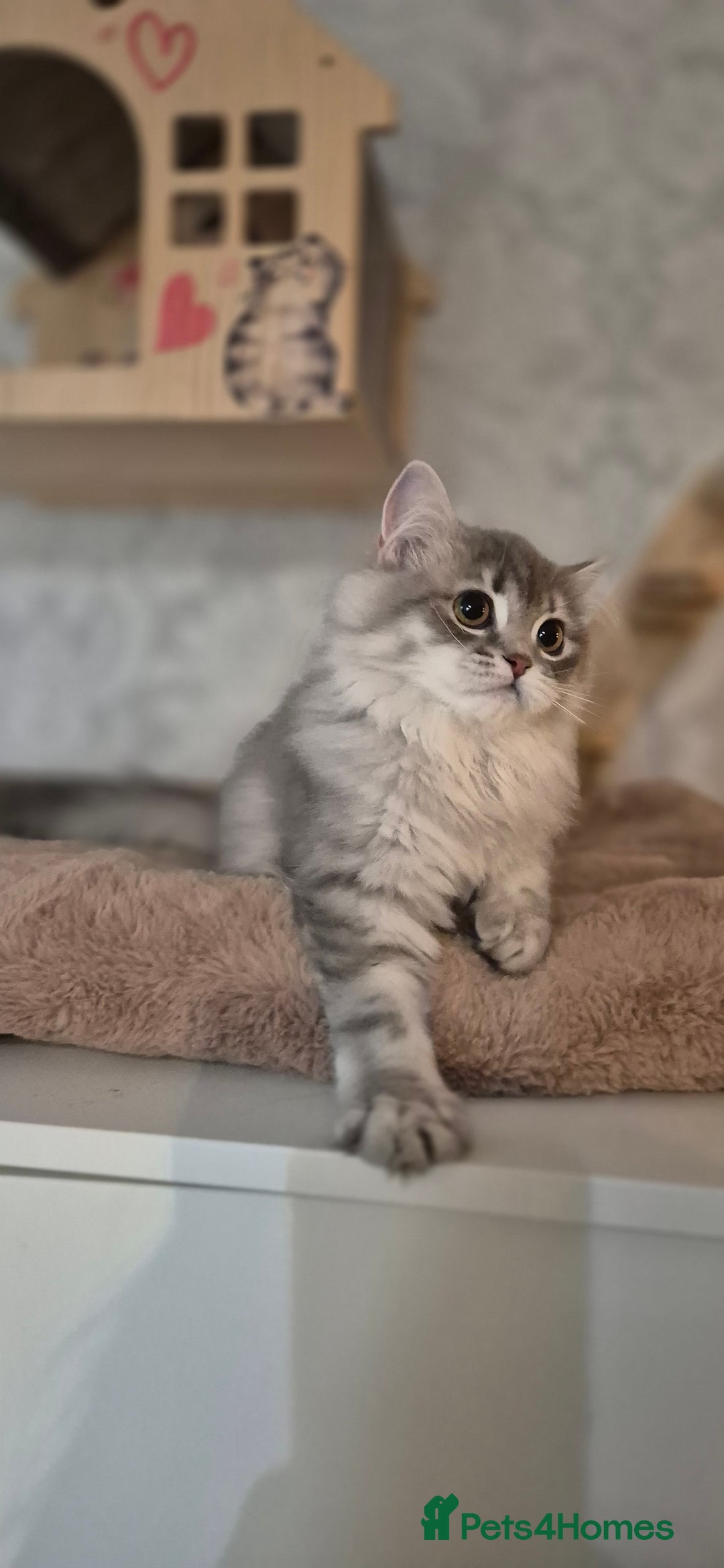 Scottish Fold cats for sale: 1 boy and 1 girl left Amazing Scottish Straights  in Ивсхам - Image 18