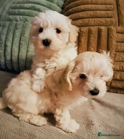 Maltipoo dogs F1 HEALTH TESTED QUALITY TOY MALTIPOO PUPPIES - Advert 11