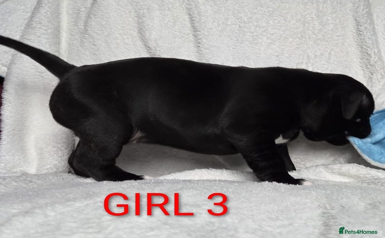 Staffordshire Bull Terrier dogs - Advert 1