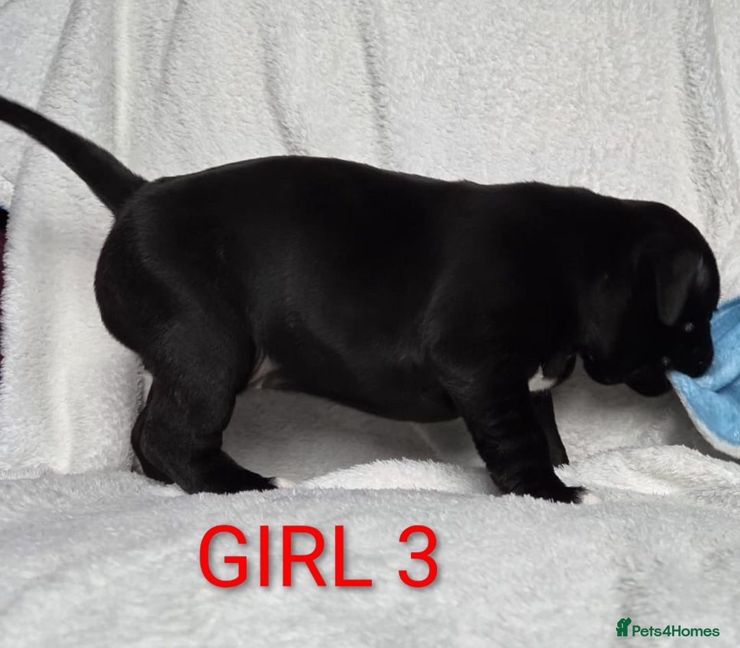 Staffordshire Bull Terrier dogs for sale: KC registered Champions Bloodline Show Quality  - Image 10