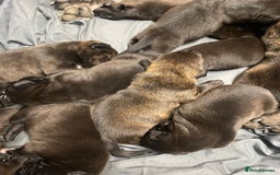 Mixed Breed dogs for sale: Staffy X Rottweiler puppies for sale - Image 12