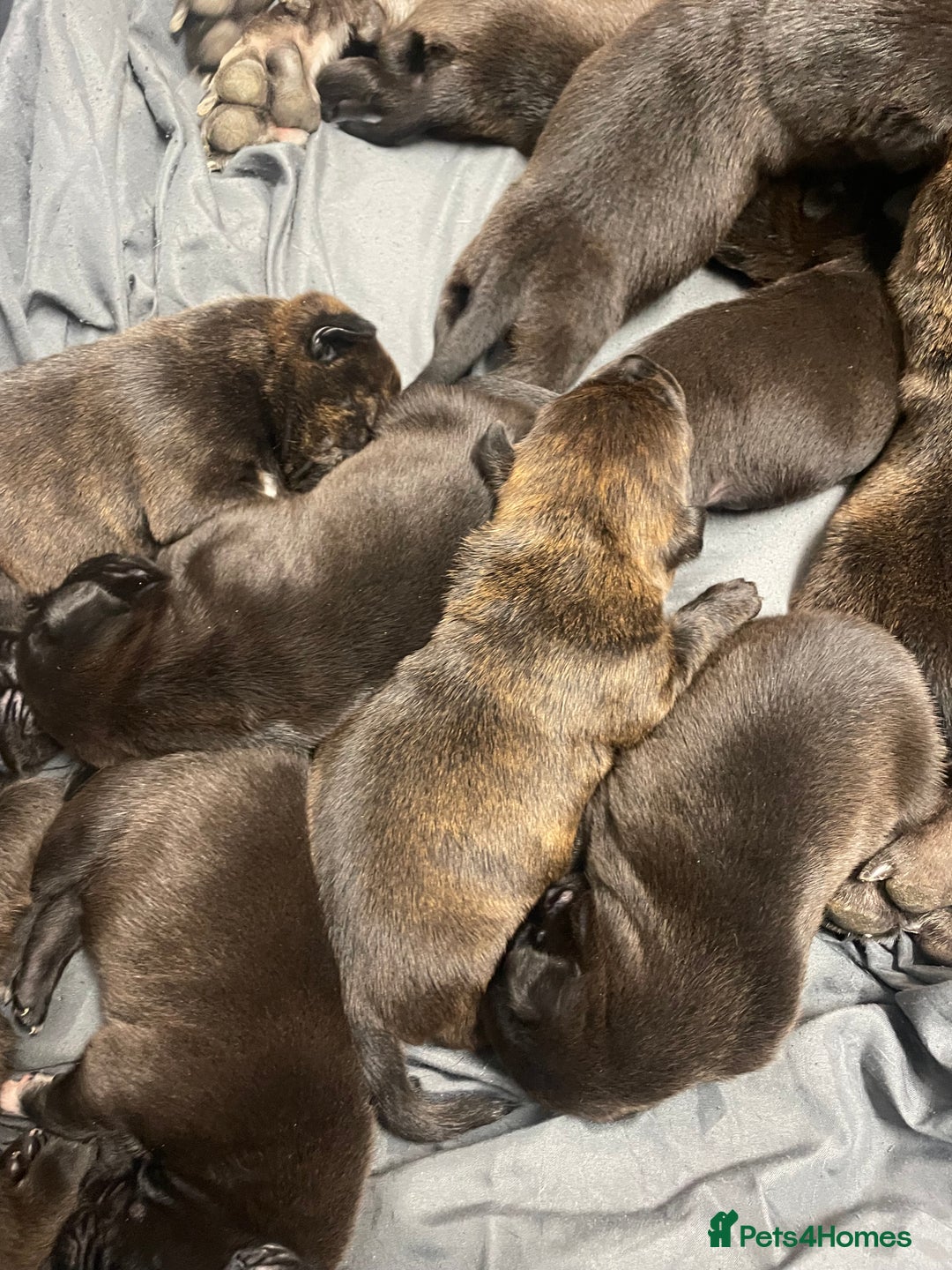 Mixed Breed dogs for sale: Staffy X Rottweiler puppies for sale - Image 12