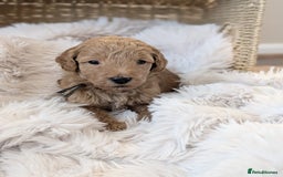 Australian Labradoodle dogs for sale: Minature Austrailian labradoodles - Image 9