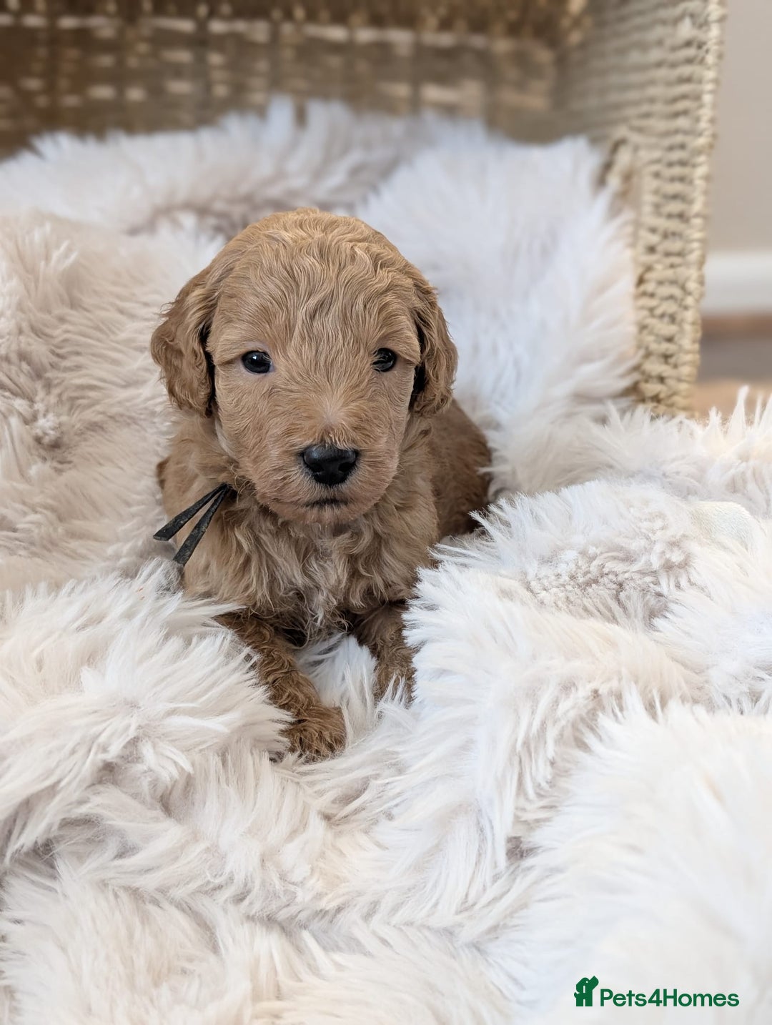 Australian Labradoodle dogs for sale: Minature Austrailian labradoodles - Image 9