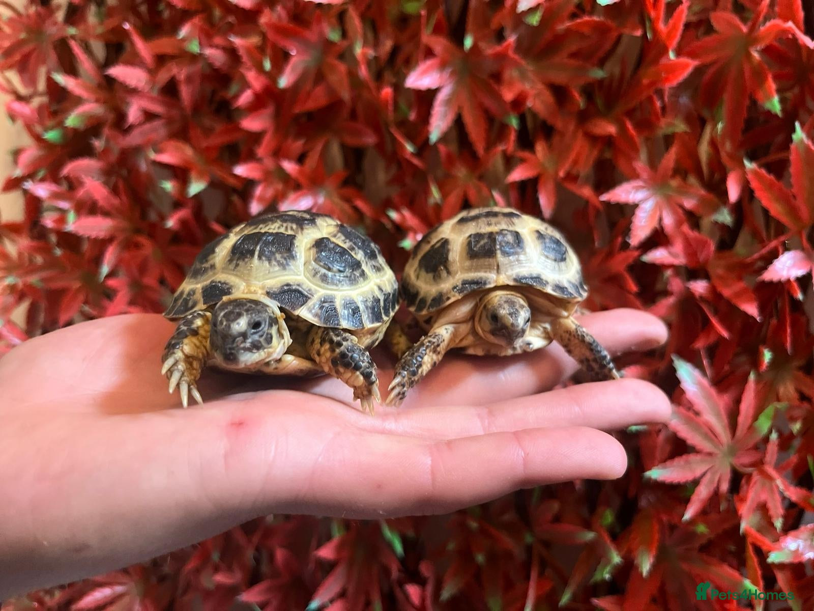 Tortoise reptiles Beautiful Baby Tortoises & Full Set Ups - Advert 1