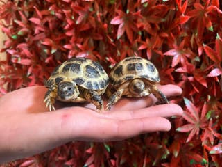 Tortoise reptiles Beautiful Baby Tortoises & Full Set Ups - Advert 1