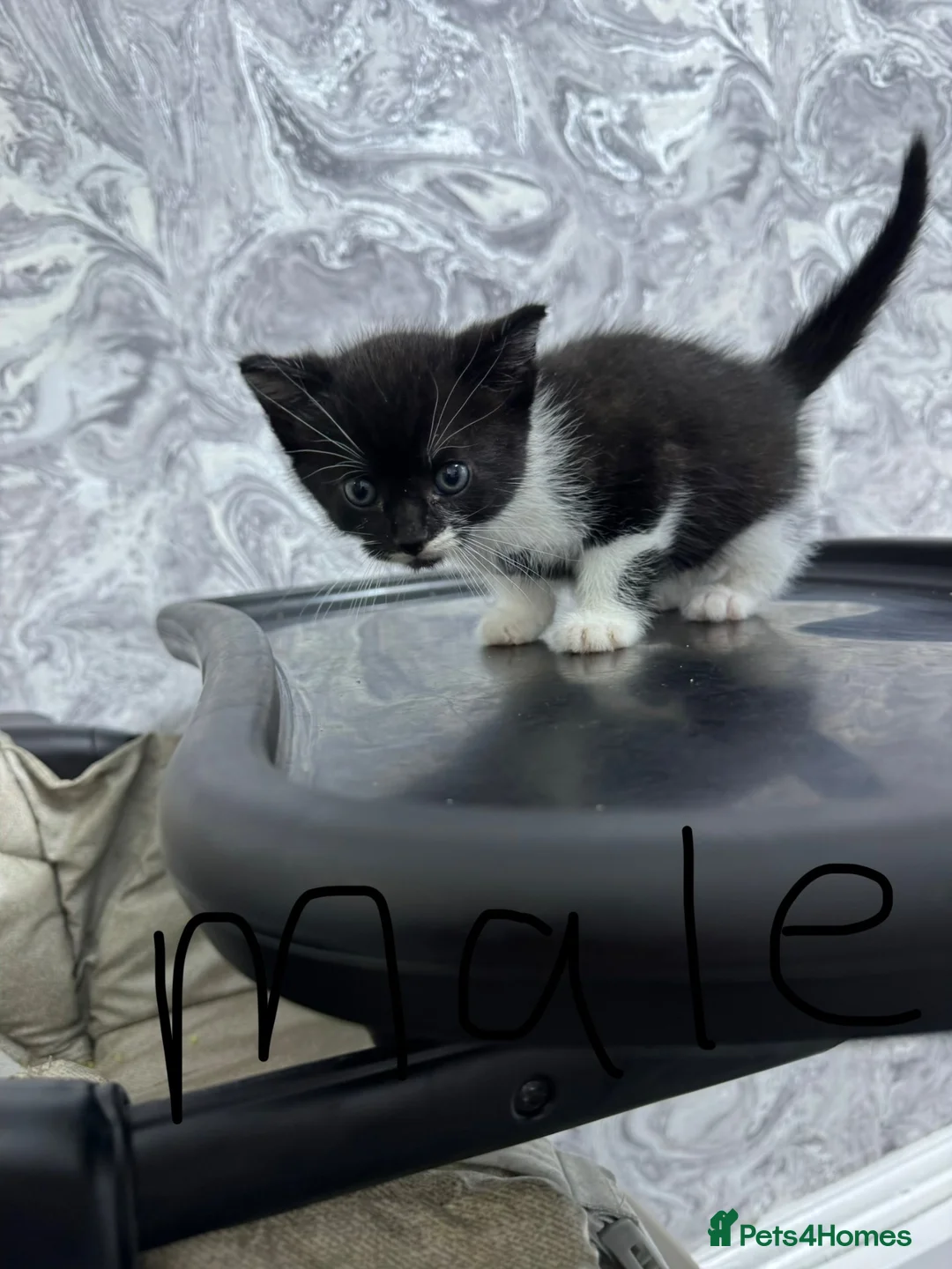 Mixed Breed cats for sale: domestic short hair kittens in Derby - Advert 3