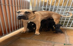 Presa Canario dogs for sale: Black presa Canario puppies - Image 8