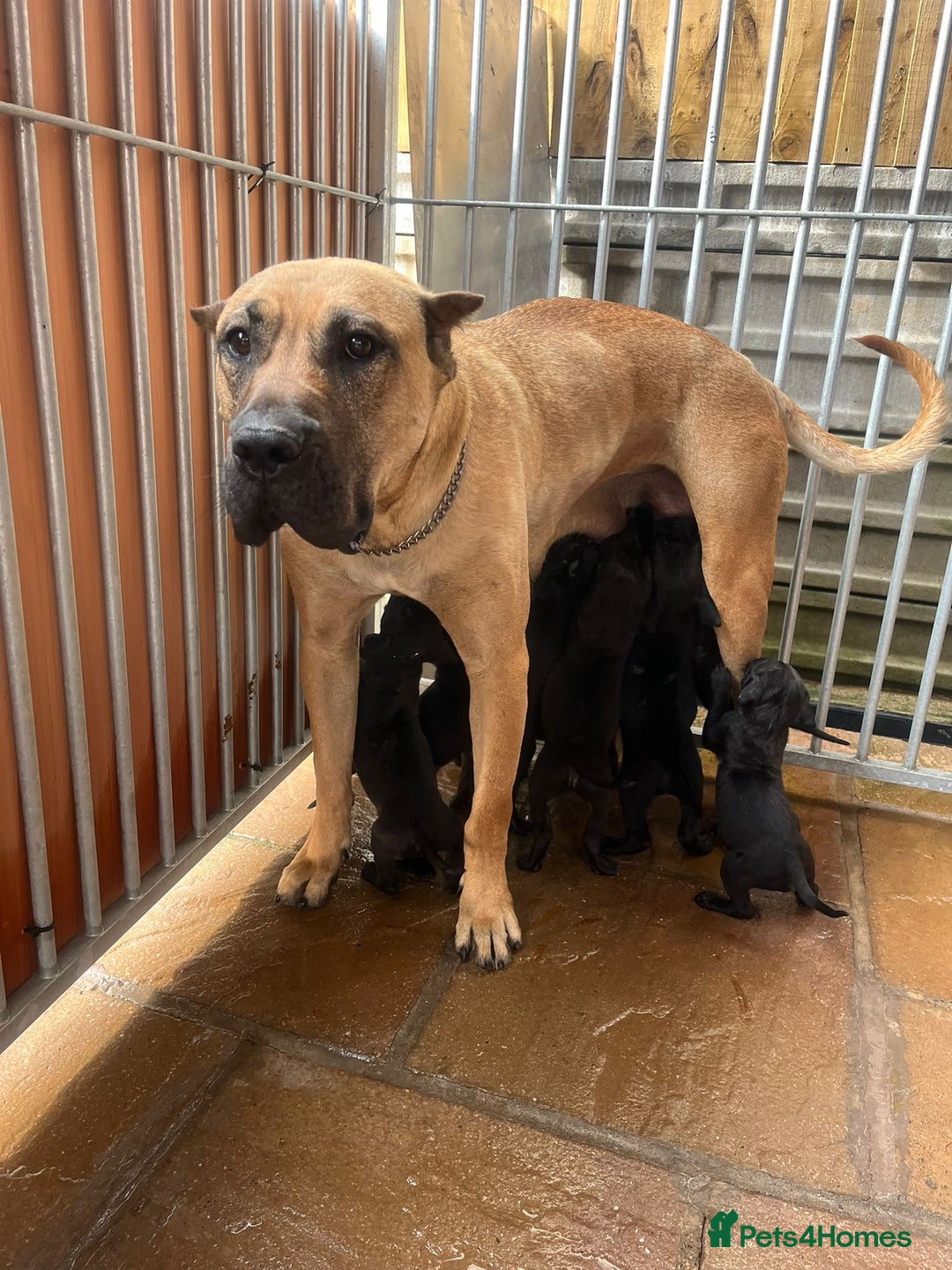 Presa Canario dogs for sale: Black presa Canario puppies - Image 8
