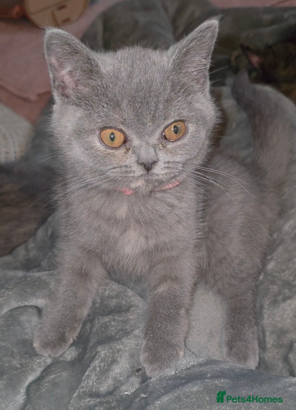 British Shorthair cats Stunning bsh kittens looking for homes 🏡 - Advert 8