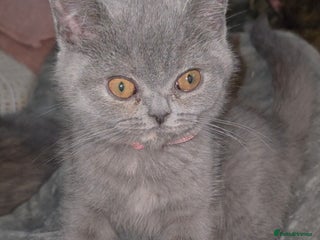 British Shorthair cats Stunning bsh kittens looking for homes 🏡 - Advert 14