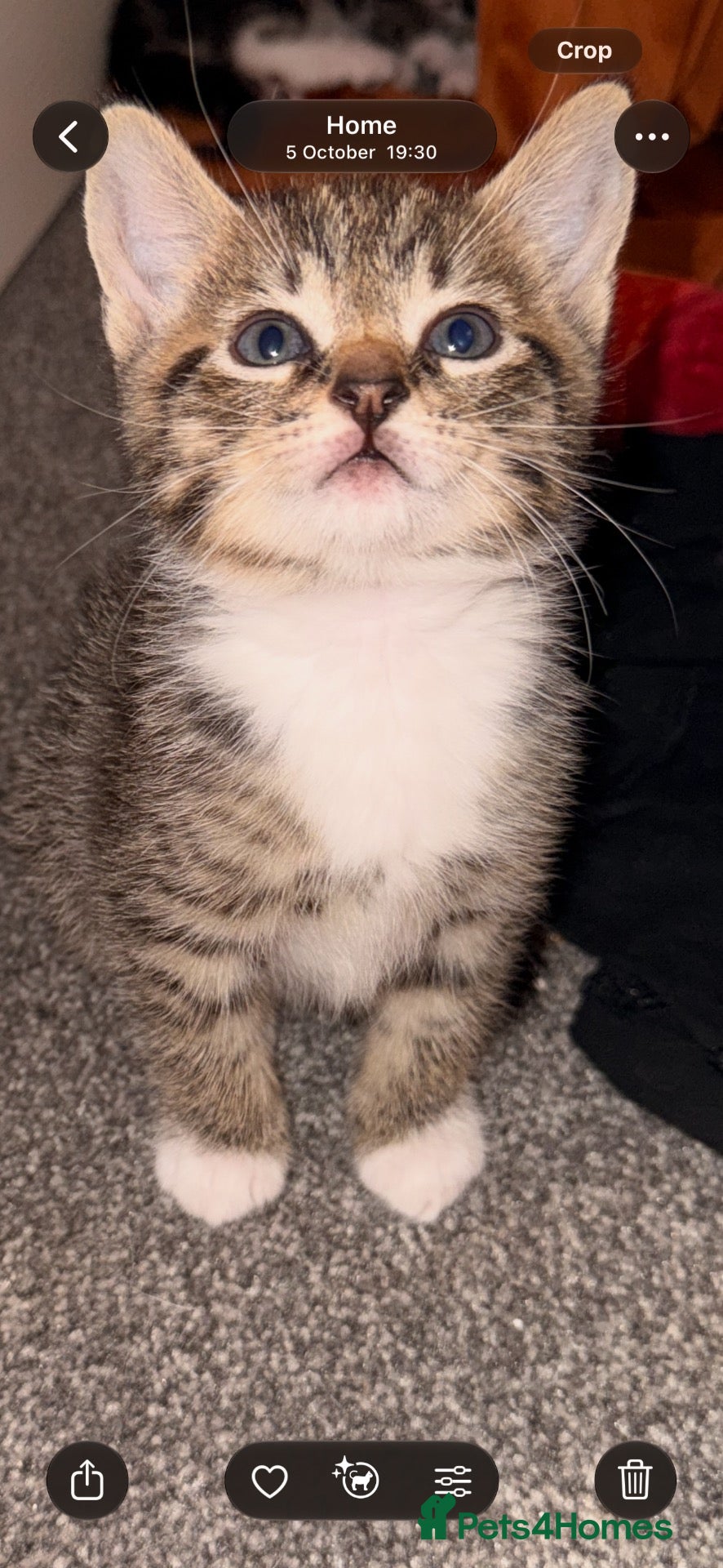 Mixed Breed cats for sale: Last remaining Girl tabby white/grey/brown  - Advert 8