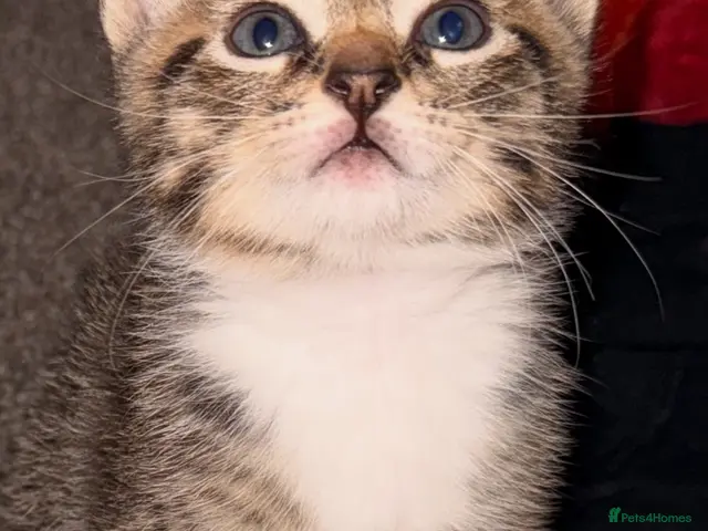 Mixed Breed cats for sale: Last remaining Girl tabby white/grey/brown - Advert 1