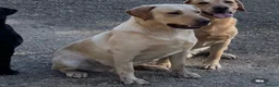 Labrador Retriever dogs for sale: Stunning Black and Yellow Labrador Pups Available - Advert 15