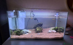 Catfish fish for sale: Fish tank and fish free  - Image 1