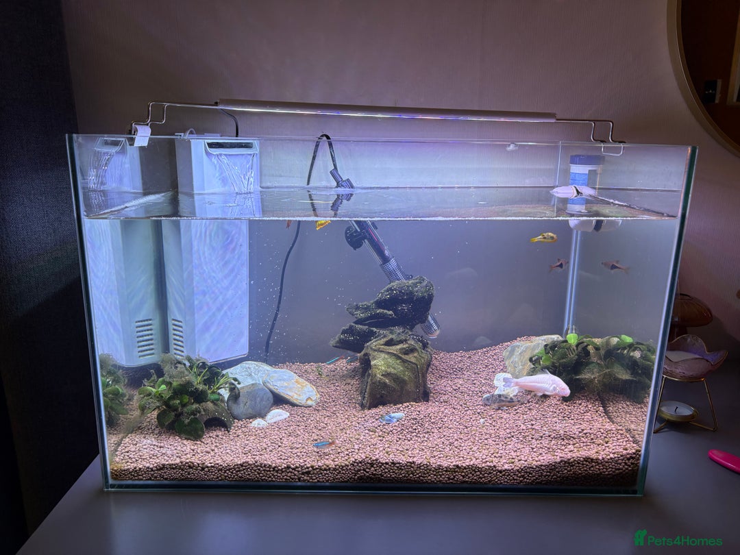 Catfish fish for sale: Fish tank and fish free  - Image 1