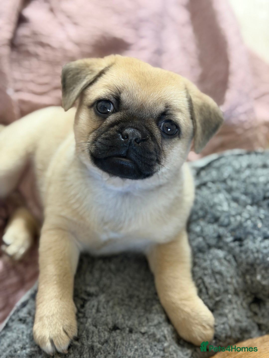 Pug dogs for sale: Adorable Pug x Pomeranian Puppies, Ready Today. - Image 19