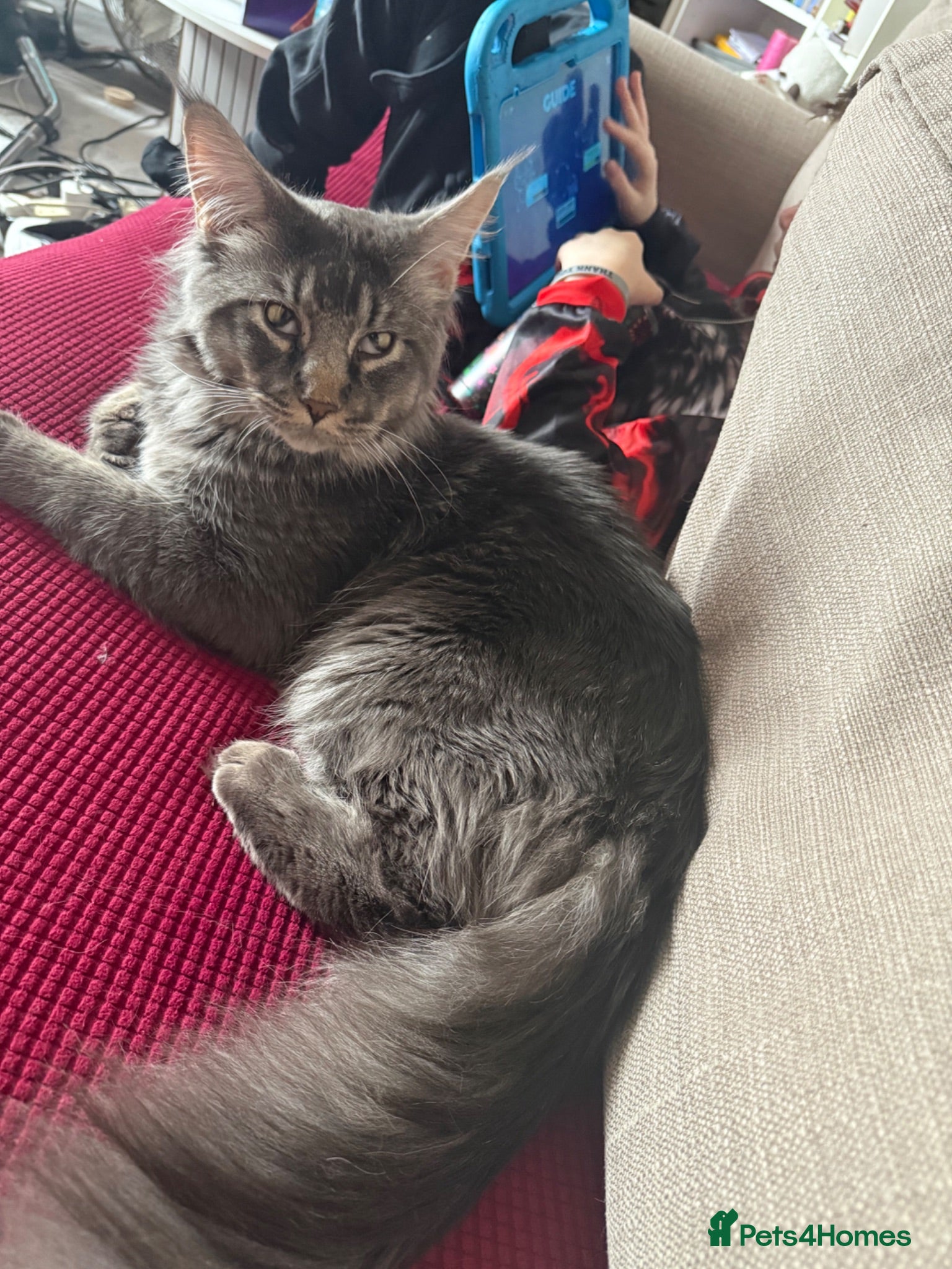 Maine Coon cats Russian Xl Maine coon Smokey  - Advert 2