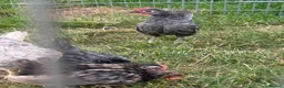 Chickens poultry for sale: Serama chicks and hatching eggs  - Advert 6