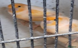 Canaries birds for sale: Canaries  in Wolverhampton - Image 8