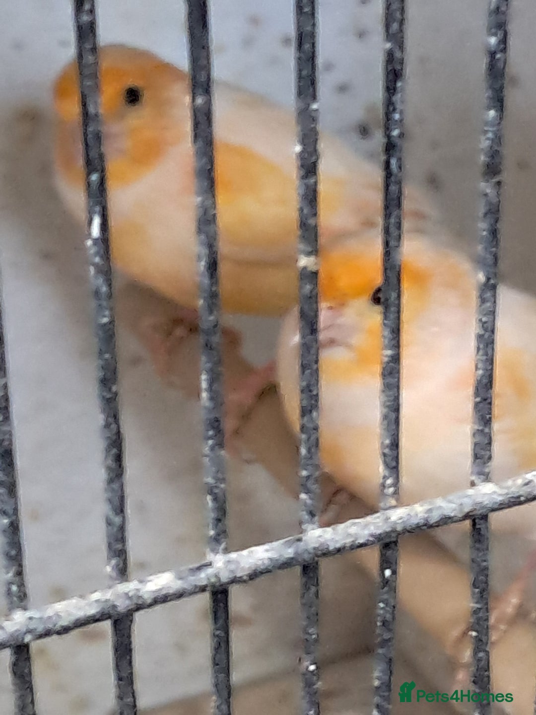 Canaries birds for sale: Canaries  in Wolverhampton - Image 8