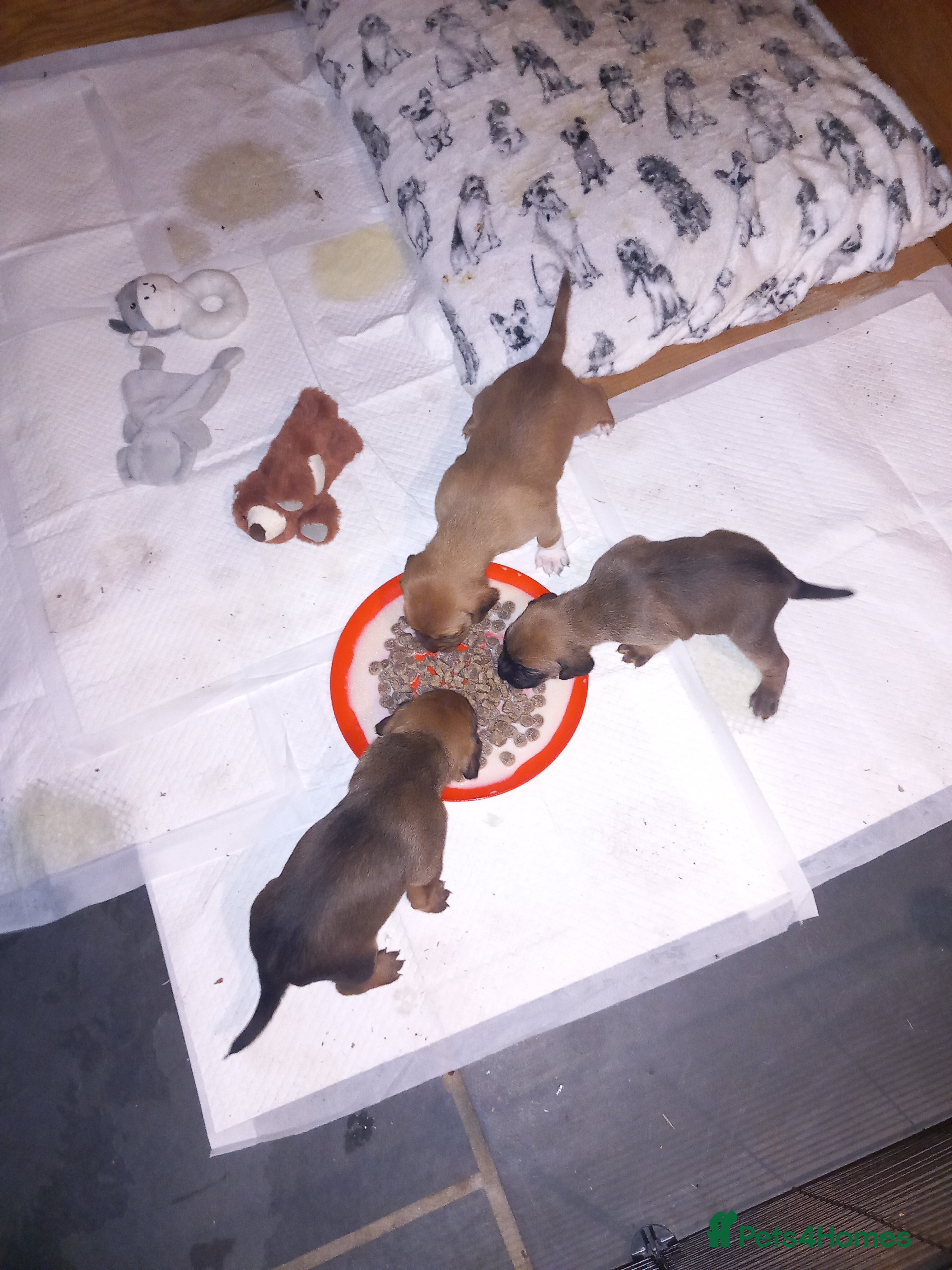 Mixed Breed dogs Bold Brave pups - Advert 16