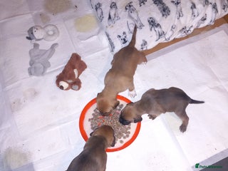 Mixed Breed dogs Bold Brave pups - Advert 8