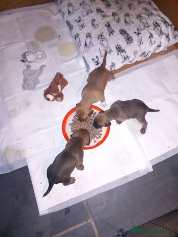 Mixed Breed dogs Bold Brave pups - Advert 9