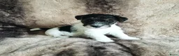 Fox Terrier dogs for sale: Beautiful Wire Fox Terrier Pups Available - Advert 6