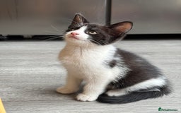 Domestic Shorthair cats for sale: Kitten 🐈‍⬛ looking for loving home 🏠  - Image 6