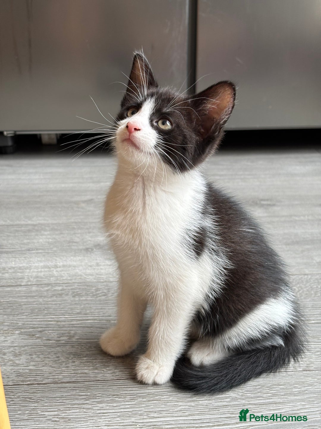 Domestic Shorthair cats for sale: Kitten 🐈‍⬛ looking for loving home 🏠  - Image 6