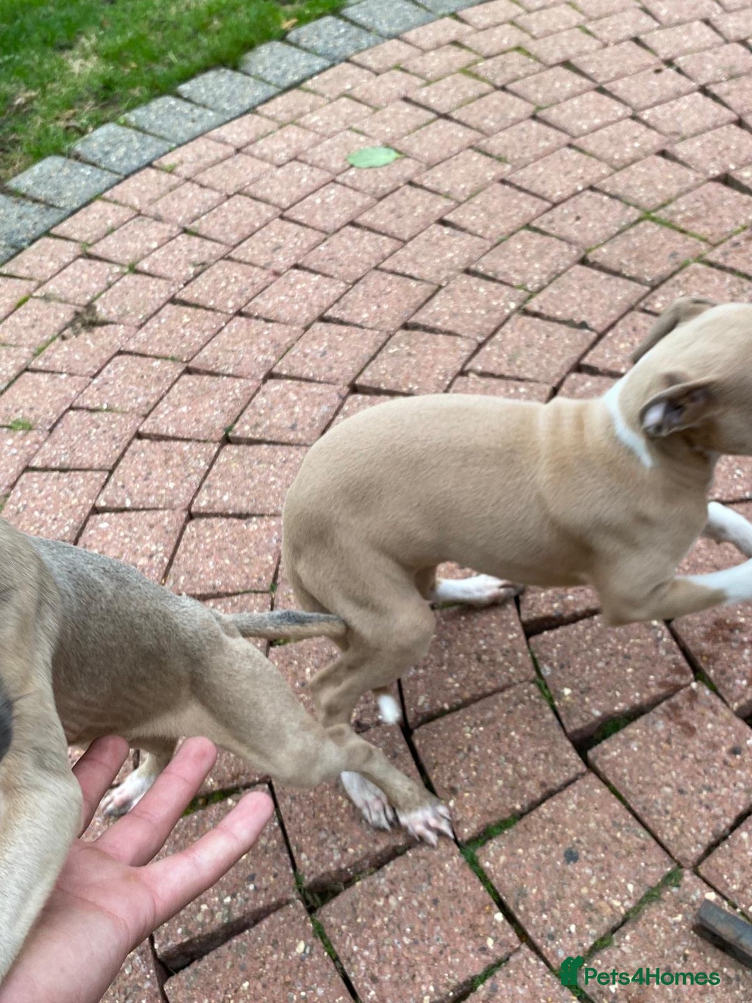 Italian Greyhound dogs for sale: Beautiful Italian greyhounds  - Image 21